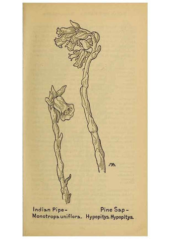 Reproducción/Reproduction 45938497355: Field book of western wild flowers /. New York :Putnam,1915.. 