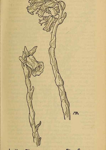 Reproducción/Reproduction 45938497355: Field book of western wild flowers /. New York :Putnam,1915.. 