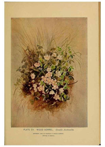 Reproducción/Reproduction 31911522627: A guide to the wild flowers.. New York,F. A. Stokes[1899]. 