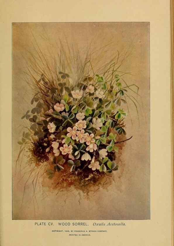 Reproducción/Reproduction 31911522627: A guide to the wild flowers.. New York,F. A. Stokes[1899]. 