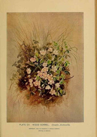 Reproducción/Reproduction 31911522627: A guide to the wild flowers.. New York,F. A. Stokes[1899]. 