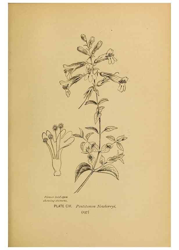 Reproducción/Reproduction 32977429788: A guide to the wild flowers.. New York,F. A. Stokes[1899]. 