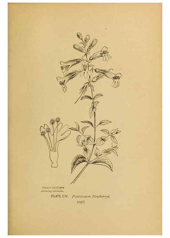 Reproducción/Reproduction 32977429788: A guide to the wild flowers.. New York,F. A. Stokes[1899]. 