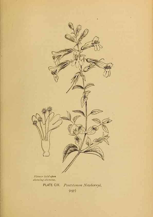 Reproducción/Reproduction 32977429788: A guide to the wild flowers.. New York,F. A. Stokes[1899]. 