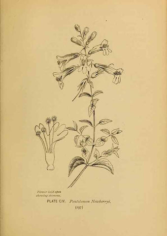 Reproducción/Reproduction 32977429788: A guide to the wild flowers.. New York,F. A. Stokes[1899]. 