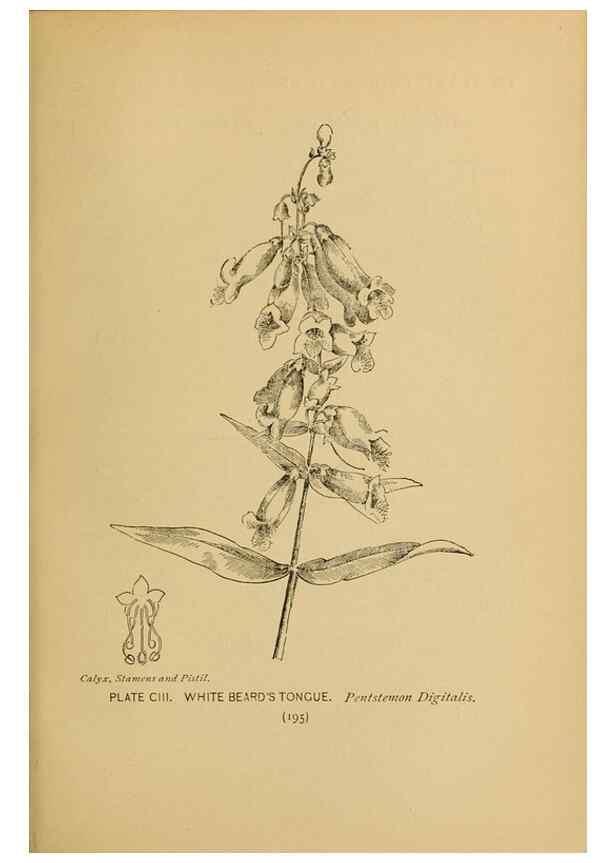 Reproducción/Reproduction 46852802101: A guide to the wild flowers.. New York,F. A. Stokes[1899]. 