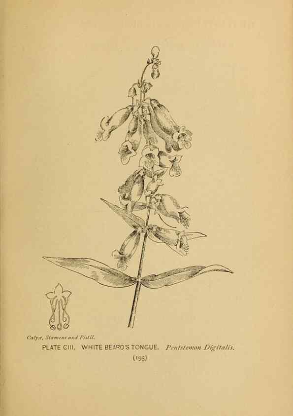 Reproducción/Reproduction 46852802101: A guide to the wild flowers.. New York,F. A. Stokes[1899]. 