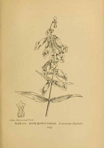 Reproducción/Reproduction 46852802101: A guide to the wild flowers.. New York,F. A. Stokes[1899]. 