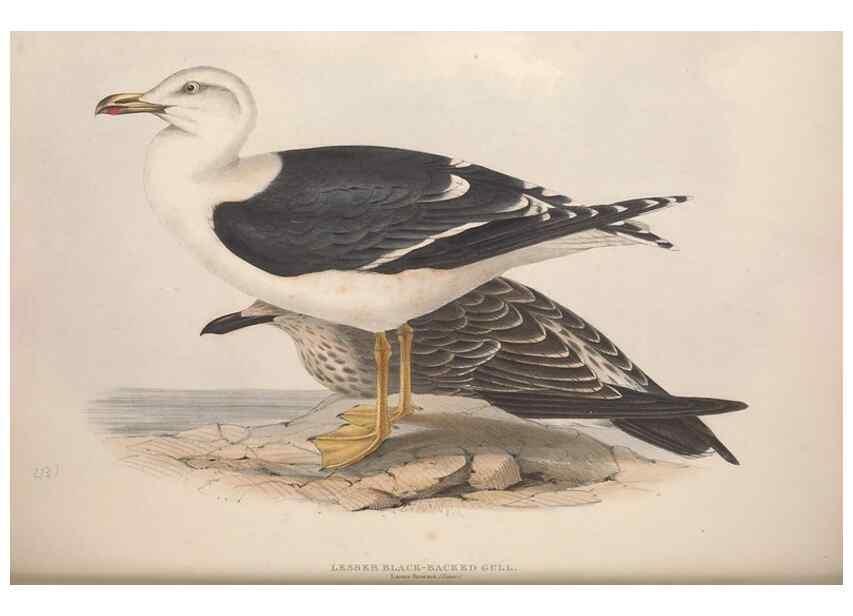Reproducción/Reproduction 39813971033: The birds of Europe.. London,Printed by R. and J.E. Taylor, pub. by the author,1837.. 