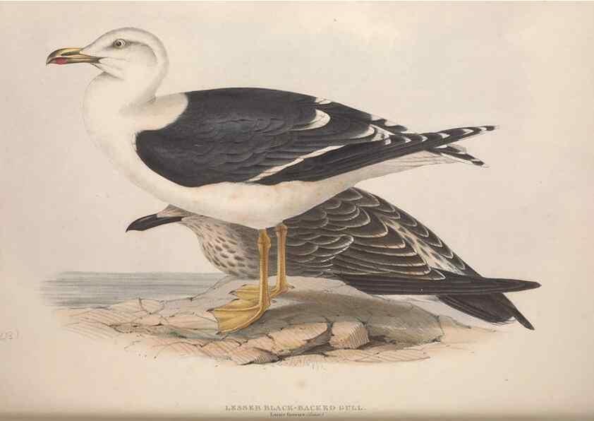 Reproducción/Reproduction 39813971033: The birds of Europe.. London,Printed by R. and J.E. Taylor, pub. by the author,1837.. 