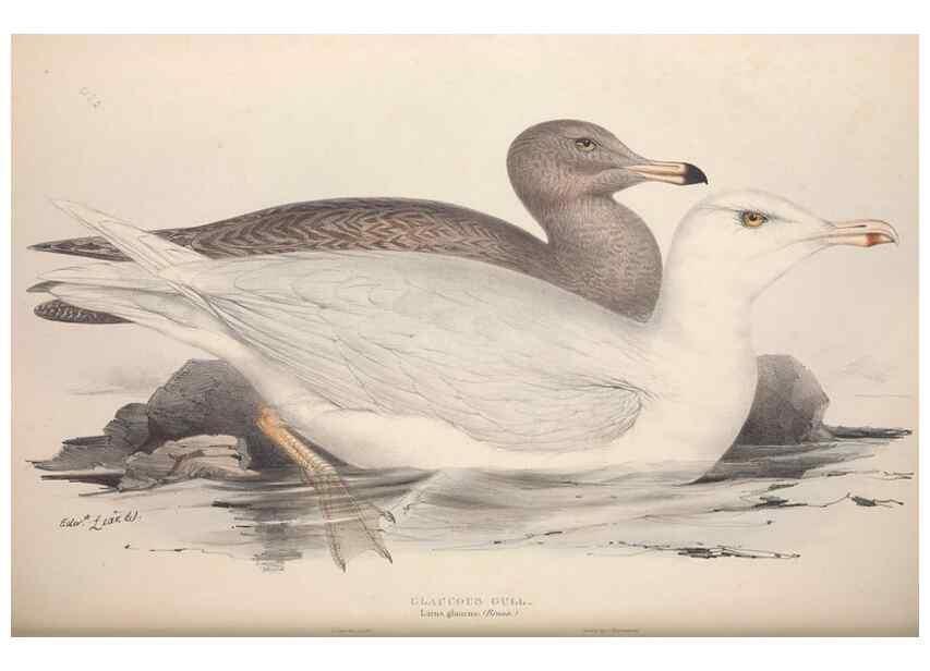 Reproducción/Reproduction 32903542068: The birds of Europe.. London,Printed by R. and J.E. Taylor, pub. by the author,1837.. 