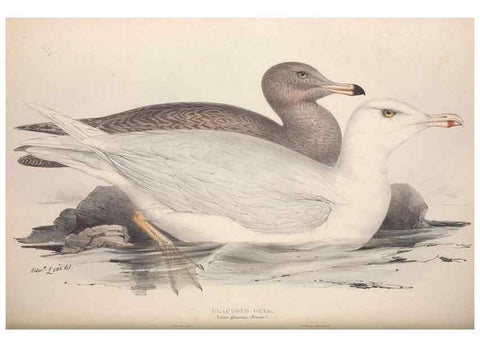 Reproducción/Reproduction 32903542068: The birds of Europe.. London,Printed by R. and J.E. Taylor, pub. by the author,1837.. 