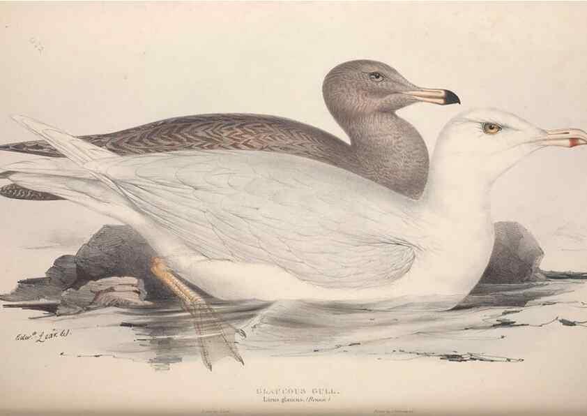Reproducción/Reproduction 32903542068: The birds of Europe.. London,Printed by R. and J.E. Taylor, pub. by the author,1837.. 