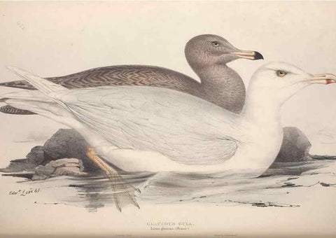 Reproducción/Reproduction 32903542068: The birds of Europe.. London,Printed by R. and J.E. Taylor, pub. by the author,1837.. 