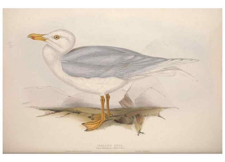 Reproducción/Reproduction 39813972663: The birds of Europe.. London,Printed by R. and J.E. Taylor, pub. by the author,1837.. 