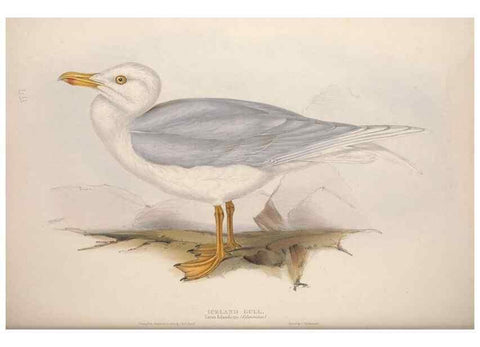Reproducción/Reproduction 39813972663: The birds of Europe.. London,Printed by R. and J.E. Taylor, pub. by the author,1837.. 