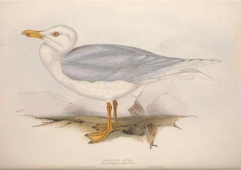 Reproducción/Reproduction 39813972663: The birds of Europe.. London,Printed by R. and J.E. Taylor, pub. by the author,1837.. 