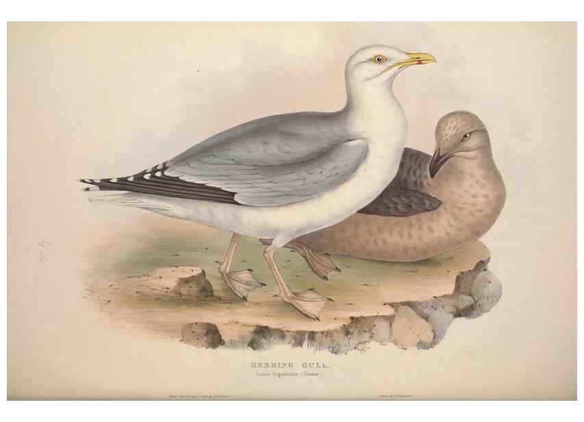 Reproducción/Reproduction 46726598612: The birds of Europe.. London,Printed by R. and J.E. Taylor, pub. by the author,1837.. 