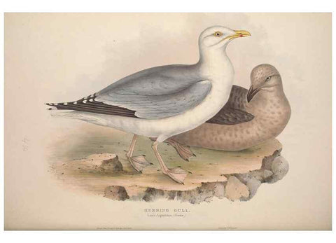 Reproducción/Reproduction 46726598612: The birds of Europe.. London,Printed by R. and J.E. Taylor, pub. by the author,1837.. 