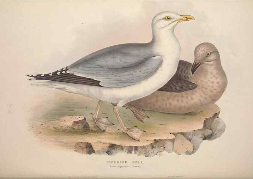 Reproducción/Reproduction 46726598612: The birds of Europe.. London,Printed by R. and J.E. Taylor, pub. by the author,1837.. 