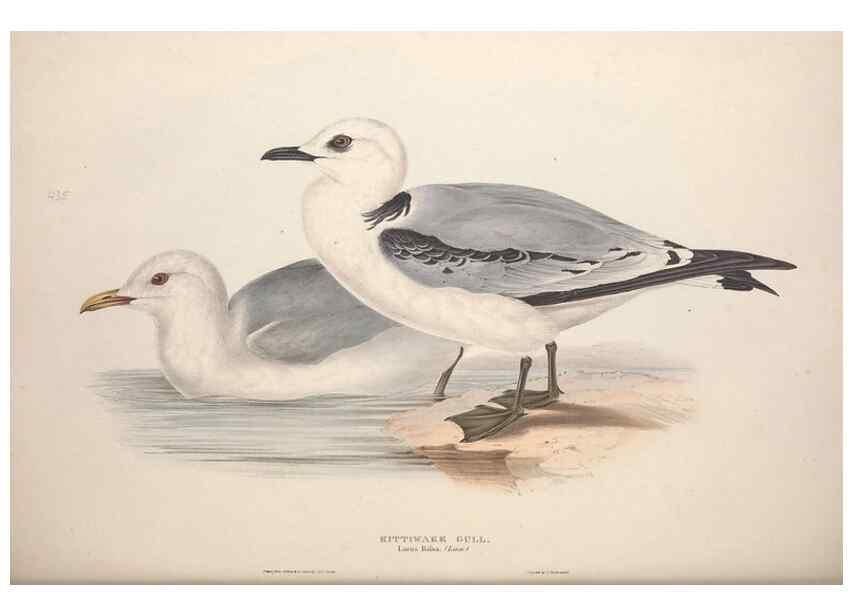Reproducción/Reproduction 31837496677: The birds of Europe.. London,Printed by R. and J.E. Taylor, pub. by the author,1837.. 
