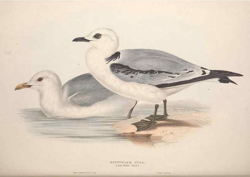 Reproducción/Reproduction 31837496677: The birds of Europe.. London,Printed by R. and J.E. Taylor, pub. by the author,1837.. 