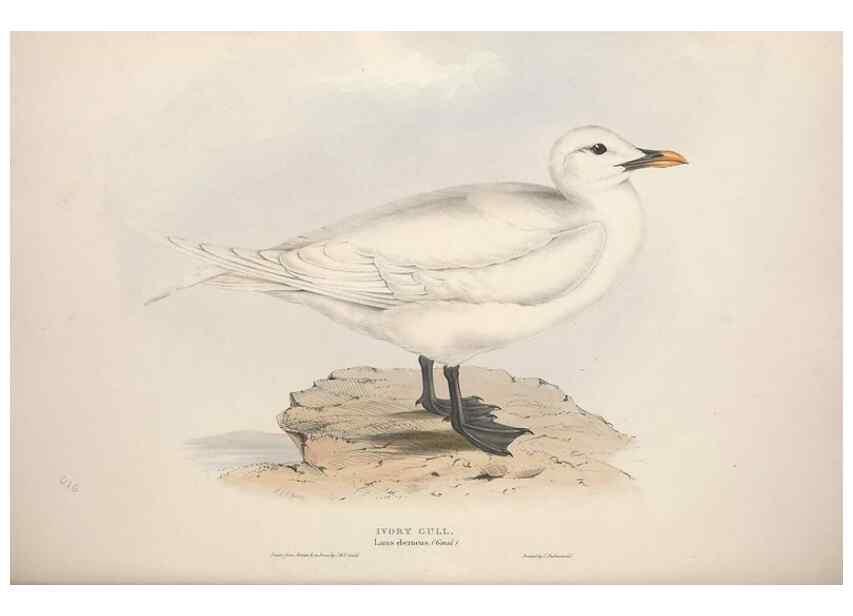 Reproducción/Reproduction 31837497767: The birds of Europe.. London,Printed by R. and J.E. Taylor, pub. by the author,1837.. 