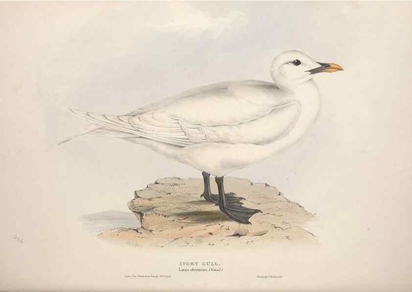 Reproducción/Reproduction 31837497767: The birds of Europe.. London,Printed by R. and J.E. Taylor, pub. by the author,1837.. 