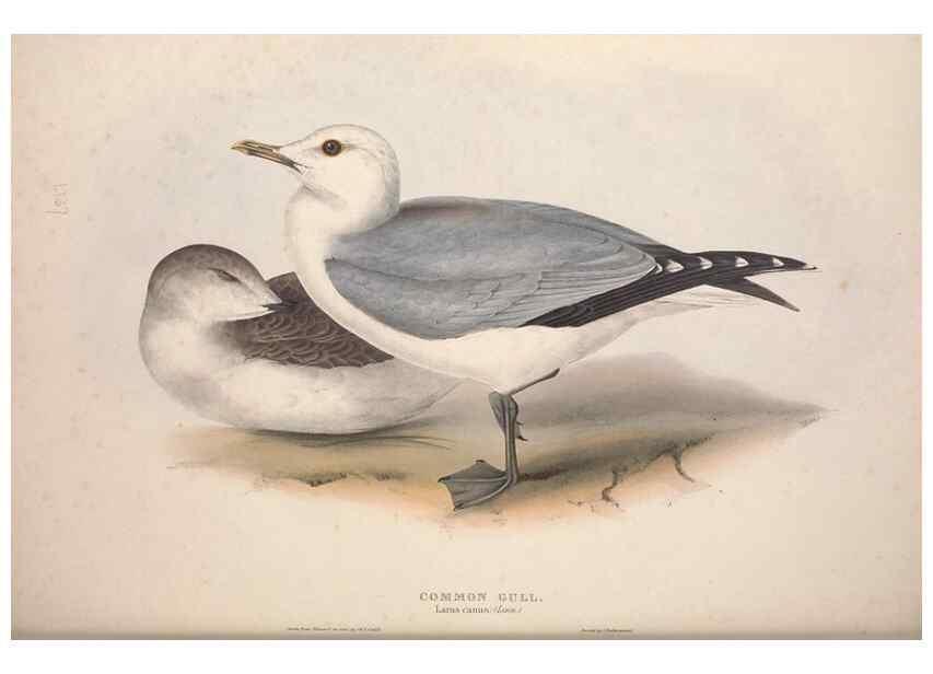 Reproducción/Reproduction 39813975553: The birds of Europe.. London,Printed by R. and J.E. Taylor, pub. by the author,1837.. 