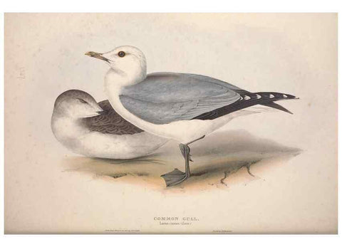 Reproducción/Reproduction 39813975553: The birds of Europe.. London,Printed by R. and J.E. Taylor, pub. by the author,1837.. 