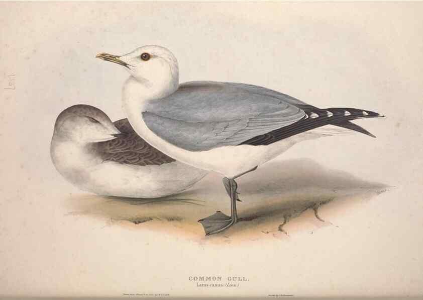 Reproducción/Reproduction 39813975553: The birds of Europe.. London,Printed by R. and J.E. Taylor, pub. by the author,1837.. 