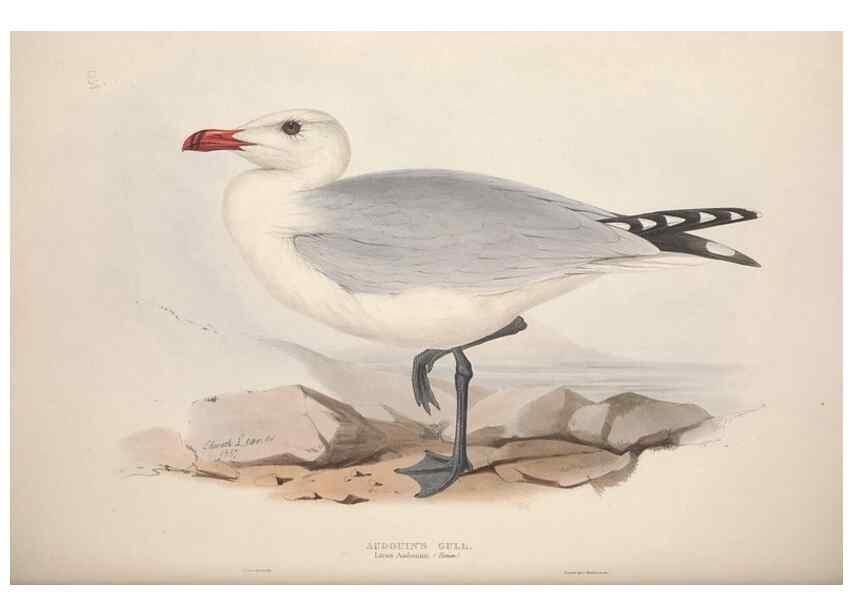 Reproducción/Reproduction 39813976273: The birds of Europe.. London,Printed by R. and J.E. Taylor, pub. by the author,1837.. 