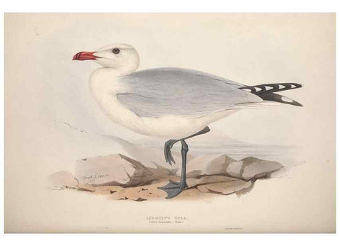 Reproducción/Reproduction 39813976273: The birds of Europe.. London,Printed by R. and J.E. Taylor, pub. by the author,1837.. 
