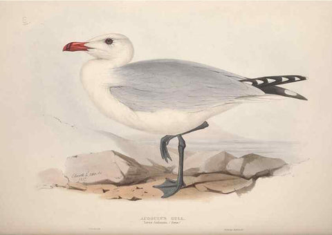 Reproducción/Reproduction 39813976273: The birds of Europe.. London,Printed by R. and J.E. Taylor, pub. by the author,1837.. 