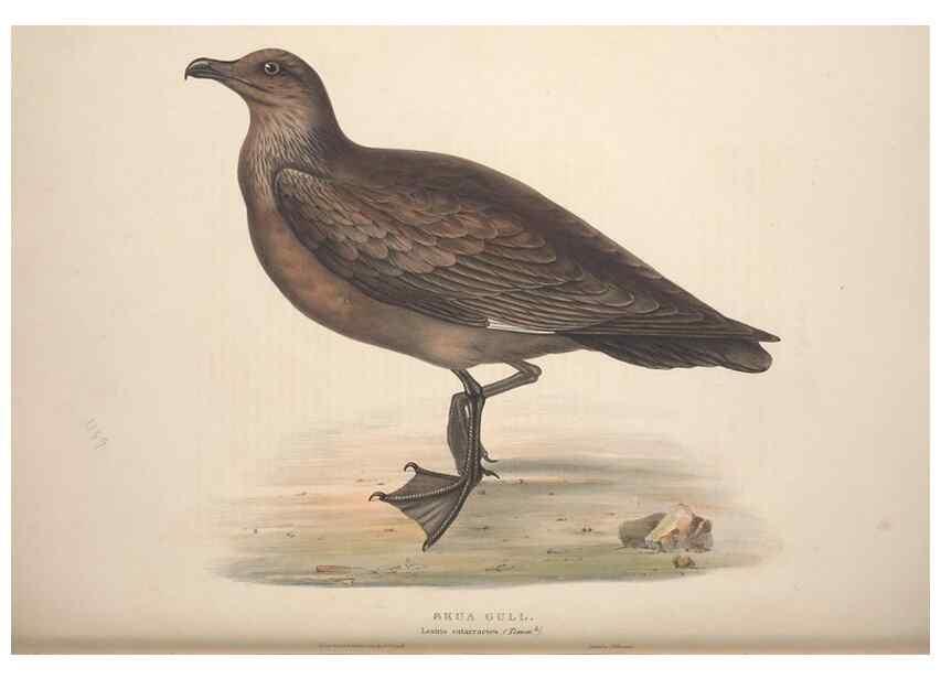 Reproducción/Reproduction 31837502007: The birds of Europe.. London,Printed by R. and J.E. Taylor, pub. by the author,1837.. 