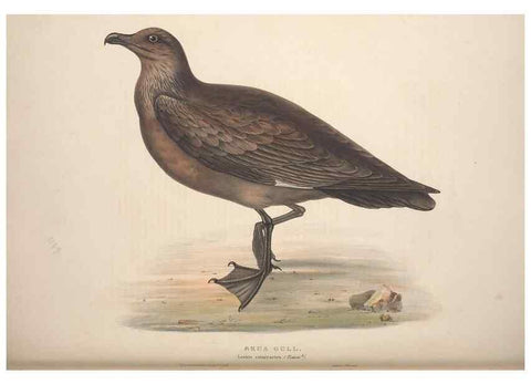 Reproducción/Reproduction 31837502007: The birds of Europe.. London,Printed by R. and J.E. Taylor, pub. by the author,1837.. 