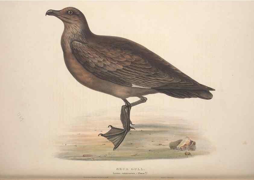 Reproducción/Reproduction 31837502007: The birds of Europe.. London,Printed by R. and J.E. Taylor, pub. by the author,1837.. 