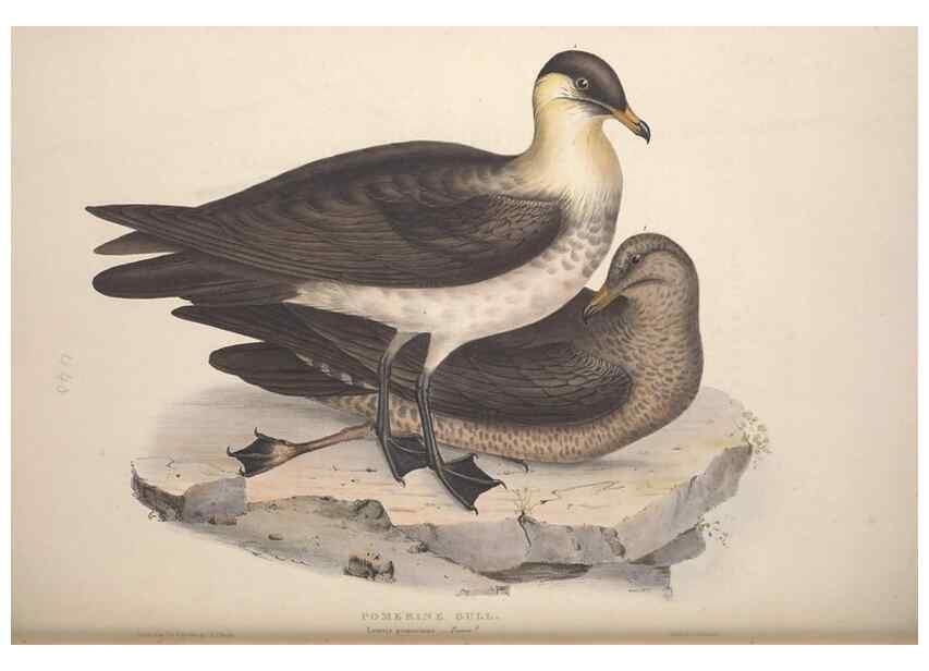 Reproducción/Reproduction 31837503427: The birds of Europe.. London,Printed by R. and J.E. Taylor, pub. by the author,1837.. 