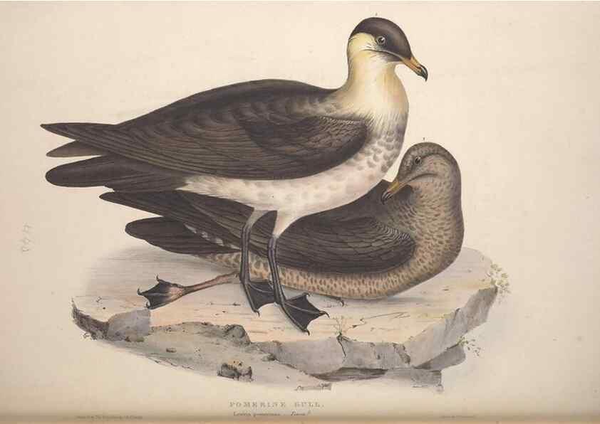Reproducción/Reproduction 31837503427: The birds of Europe.. London,Printed by R. and J.E. Taylor, pub. by the author,1837.. 