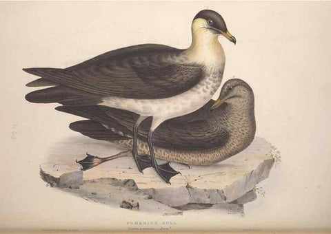 Reproducción/Reproduction 31837503427: The birds of Europe.. London,Printed by R. and J.E. Taylor, pub. by the author,1837.. 