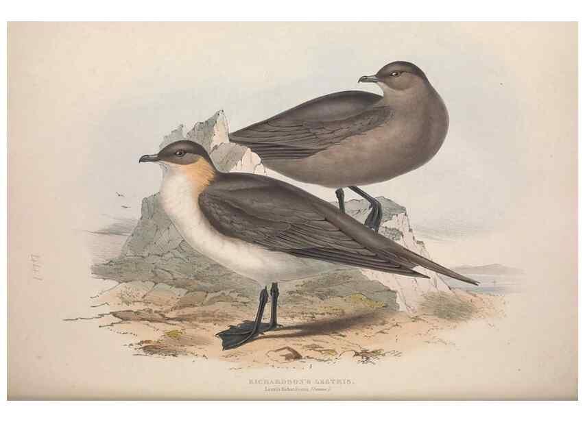 Reproducción/Reproduction 39813979333: The birds of Europe.. London,Printed by R. and J.E. Taylor, pub. by the author,1837.. 