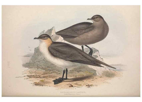 Reproducción/Reproduction 39813979333: The birds of Europe.. London,Printed by R. and J.E. Taylor, pub. by the author,1837.. 