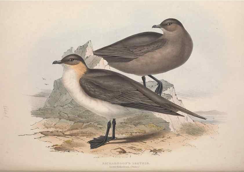 Reproducción/Reproduction 39813979333: The birds of Europe.. London,Printed by R. and J.E. Taylor, pub. by the author,1837.. 