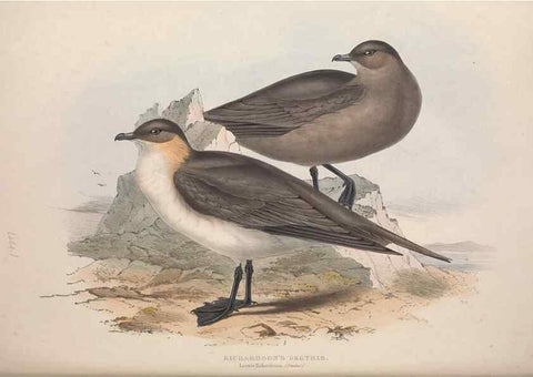 Reproducción/Reproduction 39813979333: The birds of Europe.. London,Printed by R. and J.E. Taylor, pub. by the author,1837.. 
