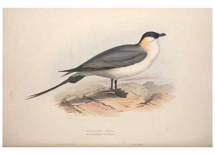 Reproducción/Reproduction 39813980263: The birds of Europe.. London,Printed by R. and J.E. Taylor, pub. by the author,1837.. 
