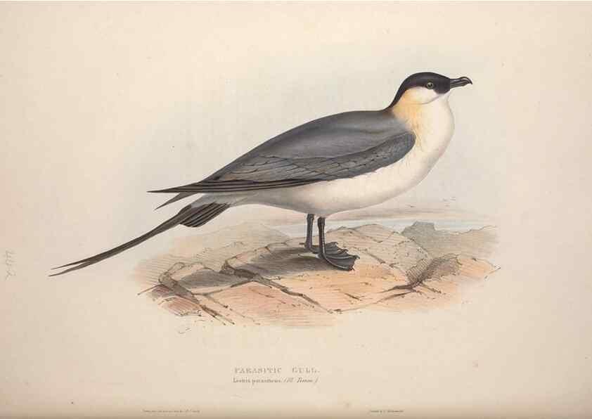 Reproducción/Reproduction 39813980263: The birds of Europe.. London,Printed by R. and J.E. Taylor, pub. by the author,1837.. 