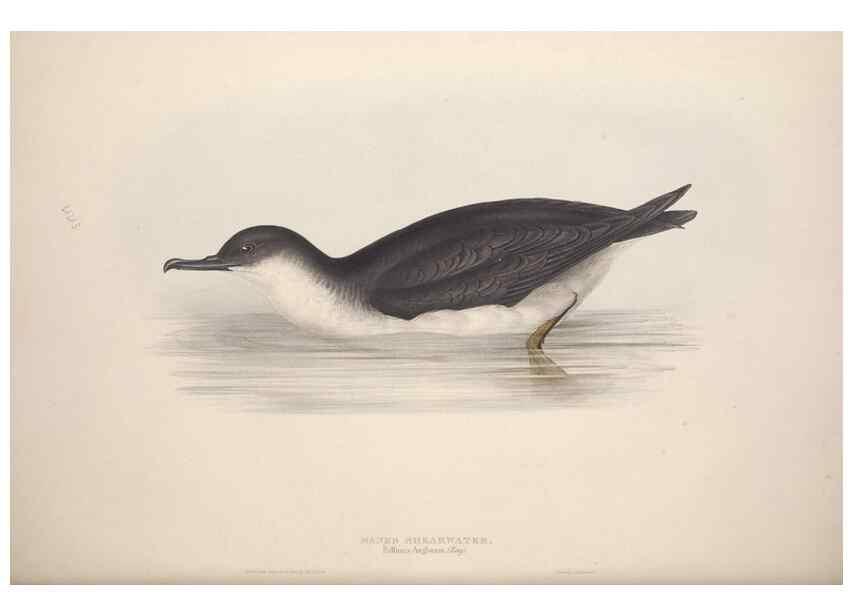 Reproducción/Reproduction 46779295801: The birds of Europe.. London,Printed by R. and J.E. Taylor, pub. by the author,1837.. 