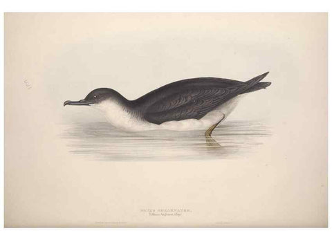 Reproducción/Reproduction 46779295801: The birds of Europe.. London,Printed by R. and J.E. Taylor, pub. by the author,1837.. 
