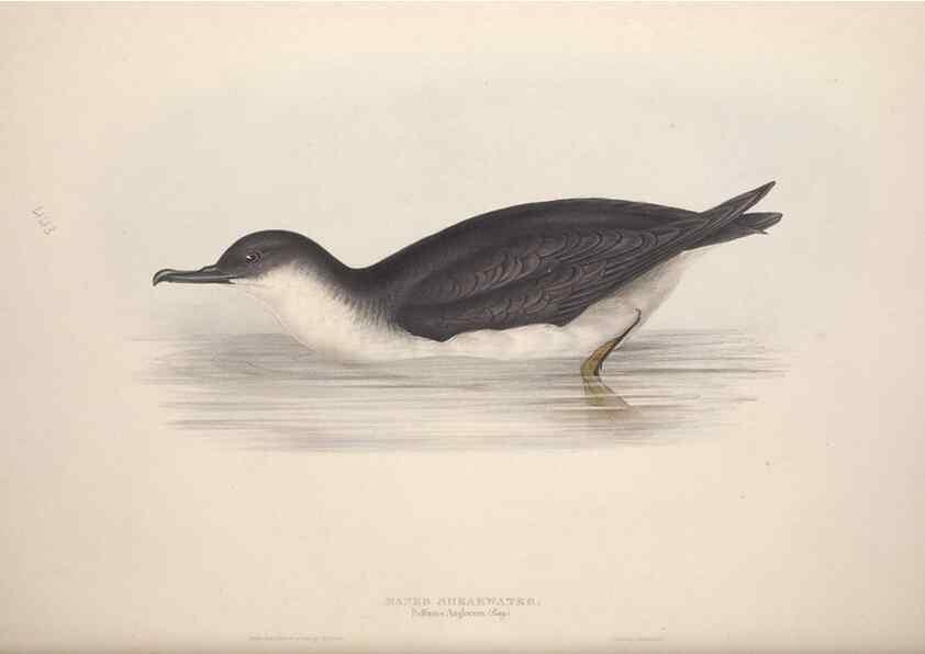 Reproducción/Reproduction 46779295801: The birds of Europe.. London,Printed by R. and J.E. Taylor, pub. by the author,1837.. 