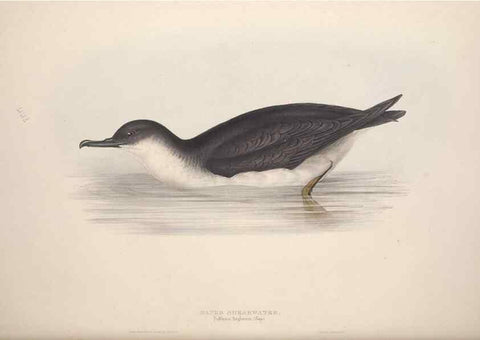 Reproducción/Reproduction 46779295801: The birds of Europe.. London,Printed by R. and J.E. Taylor, pub. by the author,1837.. 